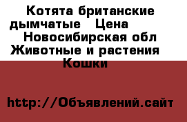 Котята британские дымчатые › Цена ­ 3 000 - Новосибирская обл. Животные и растения » Кошки   